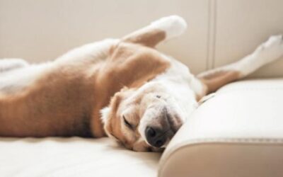 ¿Cómo elimino los pelos de los animales de las alfombras?